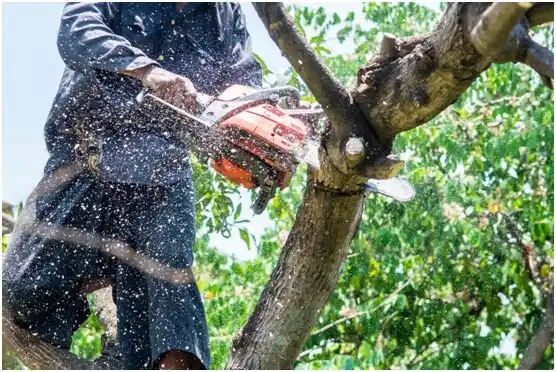 tree services Kiawah Island